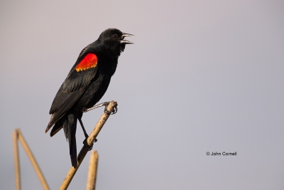 Agelaius-phoeniceus;Blackbird;Merced-National-Wildlife-Refuge;One;Red-winged-Bla